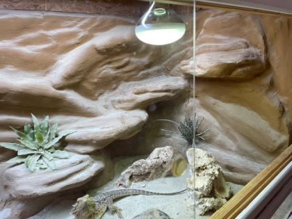 Bartagame und Terrrarium