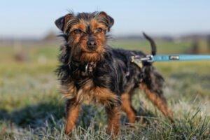 KALINKA - Yorki-Mix; weiblich, 1 Jahr, 25 cm, 3.1 kg, Gechipt, Kastriert