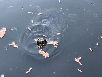 Auffangstation für Wasserschildkröten 