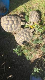 Drei griechische Landschlidkröten