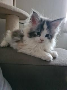 Maine-coon Kitten mit Stammbaum