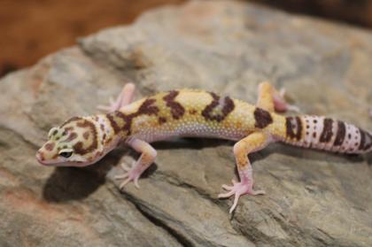 Leopardgecko Super Giant 0.1