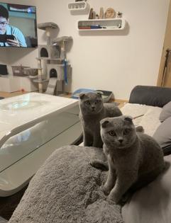 Junge Scottish Fold Katzen (mit Stammbaum)  suchen neues Zuhause