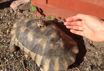 2- und 3-jährige Landschildkrötenbabies Testudo Marginata, Breitrandschildkröten