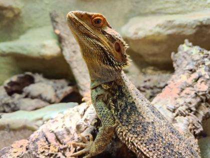 Bartagame (m) mit großem Terrarium, Quarantäneterrarium inkl. Beleuchtung und vi