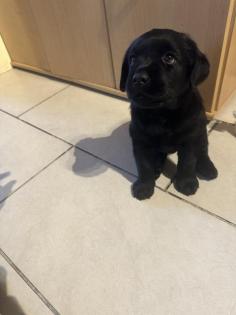 Labrador Welpe