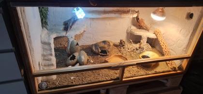 3 Leopardgeckos inkl Terrarium