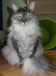 Typvolle Maine Coon Kastraten ( Katzen) aus Düsseldorf