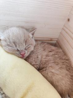 BKH Kitten Kater creme