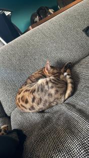 2 Bengalkatzen zu verkaufen