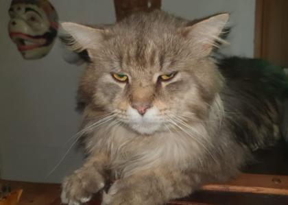 Maine Coon Baby´s  - 2 Kater (creamy) - 2 Kätzchen (silver tabby)