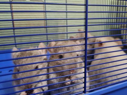 4 chinchilla Babys kleine graue bis hellgrau