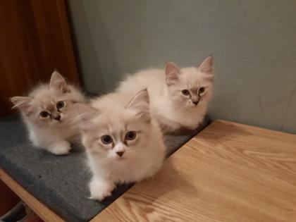 Süße Ragdoll Kitten suchen ein neues Zuhause