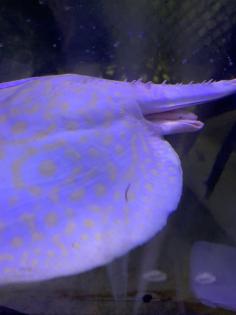 Potamotrygon Albino HYBRIDEN Golden Base