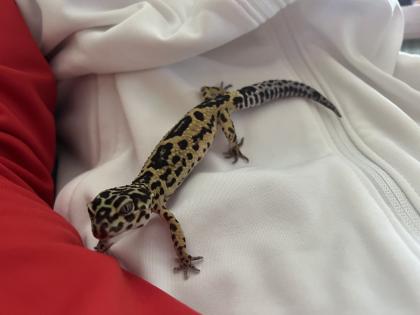 Terrarium mit 3 Leopardgeckos -vollausgestattet + Zubehör