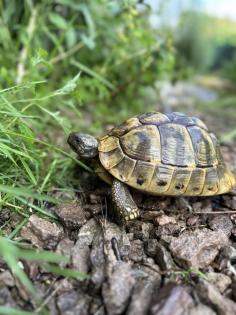 Griechische Landschildkröten THB suchen ein neues Zuhause