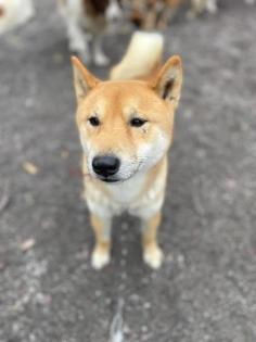 Ichigo - lieb, schüchtern - Shiba Inu Mix