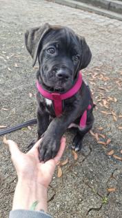 Schweiz-Zürich: Sehr schöne Cane Corso Welpen suchen ein Zuhause