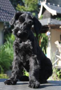 Riesenschnauzer Blackmoore