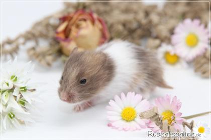 Zauberhafte, zahme Goldhamster und Teddyhamster