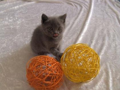 Reinrassige Chartreux Kitten (Weibchen)