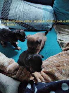 Chihuahua  welpen