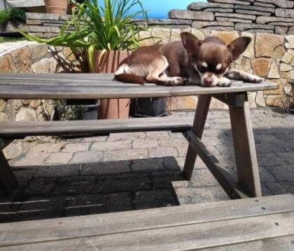 Lilly sucht ihr endgültiges Zuhause 