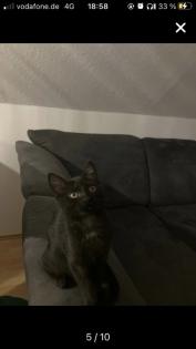 Bkh-Maincoon Kitten suchen ein liebevolles Zuhause!