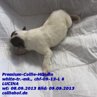 Premium-Colliewelpen, tricolor und white ! - Die Oberklasse !