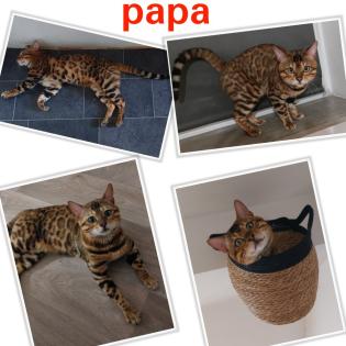 Bengal katze , Baby Katzen