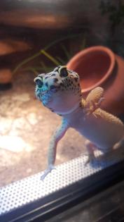 Terrarium mit 3 Leopardgeckos (weibl. 0.1)