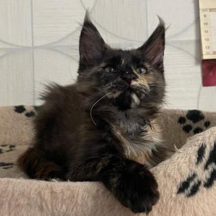 Ein ideales Kätzchen für die ganze Familie, MAINE COON KITTEN mit Stammbaum