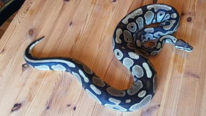 Königspython 1.1 Python regius