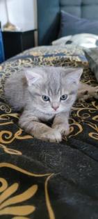 BKH  Kitten reinrassig Lilac U. Blue tabby Ticket