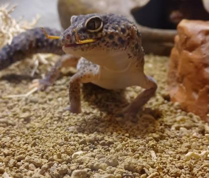 3 Leopardgeckos inkl Terrarium