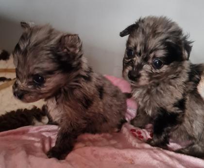 Yorkiepom in blue merle und black