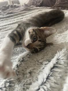 Mischlings Babykatzen suchen dringend ein zuhause