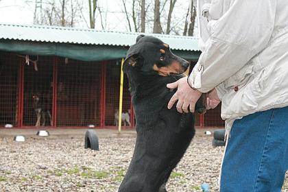 Paolo sucht ein Zuhause