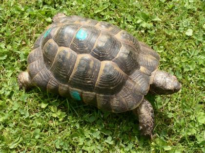 Maurische Landschildkröte Tgi zu verkaufen