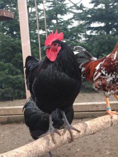 Hahn der Großen Schwarzen Australorps