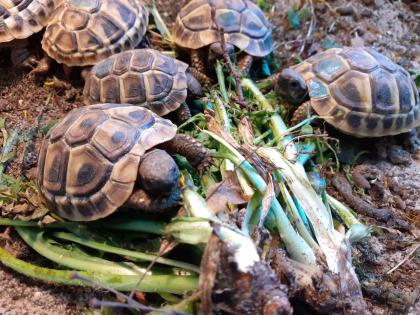 Griechische Landschildkröten THB Nachzuchten von 2024