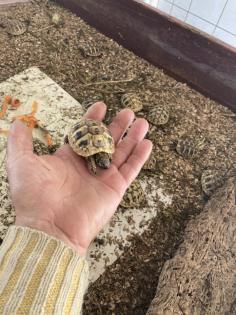 Nachzuchten 1 und 2 Jahre alt der griechischen Landschildkröte