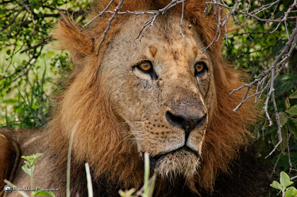 Tsavo Ost 2 Tage Jeep Safari Kenia