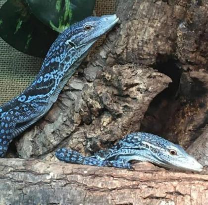2.2 Varanus macraei