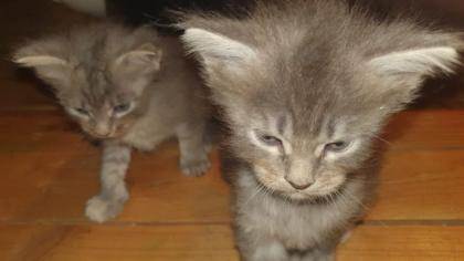 Maine Coon Baby´s  - 2 Kater (creamy) - 2 Kätzchen (silver tabby)