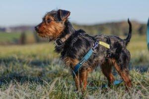 KALINKA - Yorki-Mix; weiblich, 1 Jahr, 25 cm, 3.1 kg, Gechipt, Kastriert