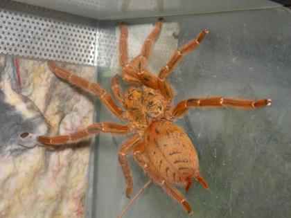 Pterinochilus murinus rcf günstig abzugeben