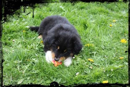 Bildhübscher Australian Shepherd Welpe mit ASCA-Papiere suchen liebevolles Zuhau