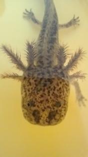 Axolotl aus eigener Zucht