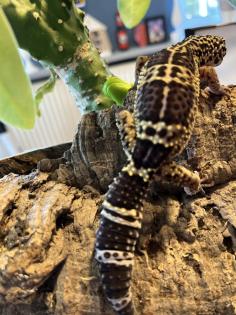 Leopardgecko, 1.0 Black Night